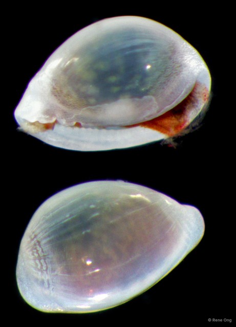 Marginellidae sp. "ARM-0797" • © Rene Ong • All Rights Reserved