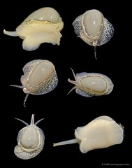 Cryptospira marchii • © CMBS photography team • All Rights Reserved