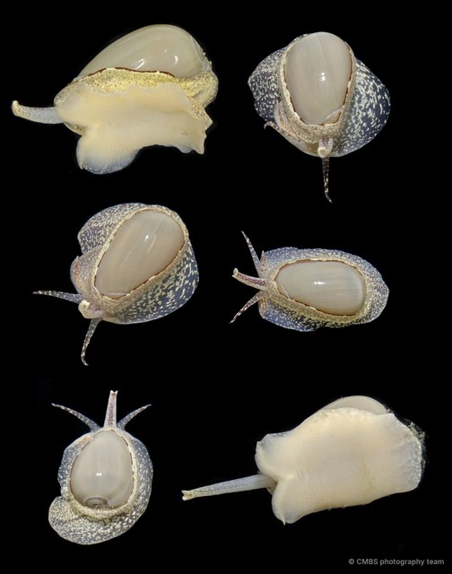 Cryptospira marchii • © CMBS photography team • All Rights Reserved