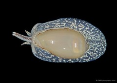 Cryptospira marchii • © CMBS photography team • All Rights Reserved