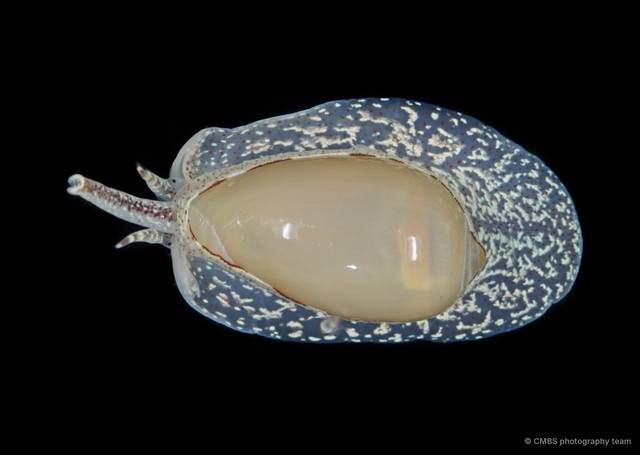 Cryptospira marchii