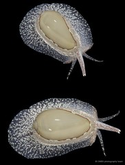 Cryptospira marchii • © CMBS photography team • All Rights Reserved