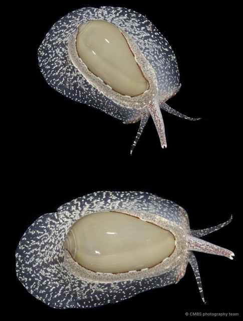 Cryptospira marchii