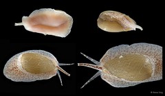 Cryptospira strigata • © Rene Ong • All Rights Reserved