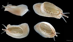 Cryptospira strigata • © Rene Ong • All Rights Reserved