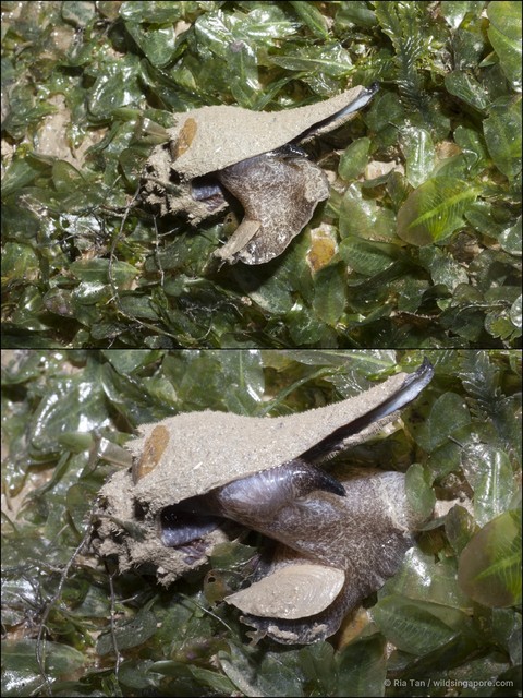 Brunneifusus ternatanus • © Ria Tan • All Rights Reserved