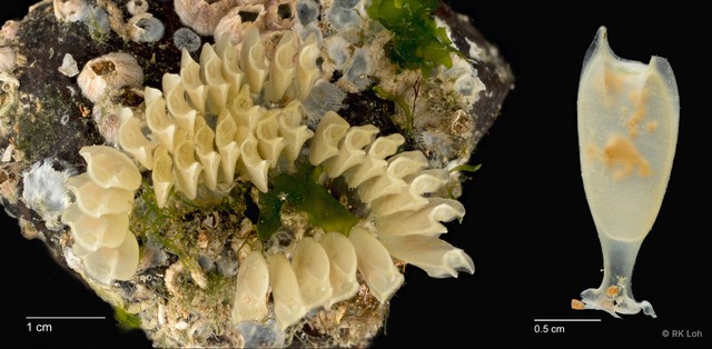 Volegalea cochlidium