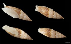 Swainsonia ocellata (Swainson, 1831)