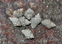 Muricidae sp. "912ca8be"