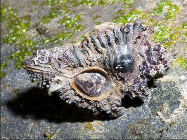 Chicoreus brunneus • © Ria Tan • All Rights Reserved