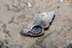 Chicoreus capucinus