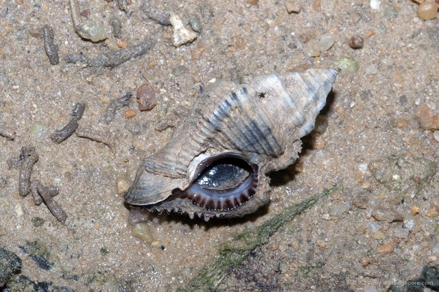 Chicoreus capucinus • © Ria Tan • All Rights Reserved