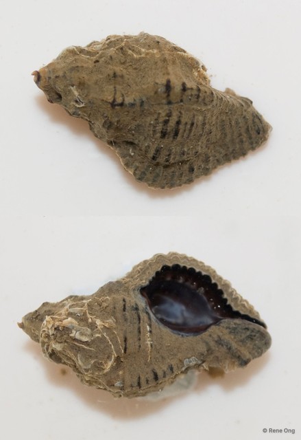 Chicoreus capucinus