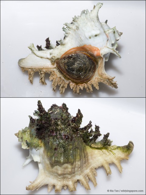 Chicoreus ramosus • © Ria Tan • All Rights Reserved