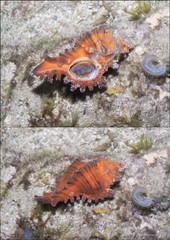 Chicoreus torrefactus • © Ria Tan • All Rights Reserved