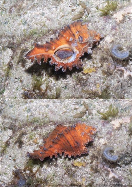 Chicoreus torrefactus