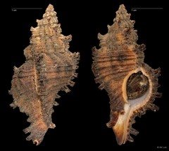 Chicoreus torrefactus • © RK Loh • All Rights Reserved