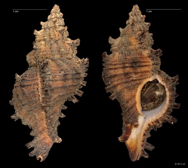 Chicoreus torrefactus • © RK Loh • All Rights Reserved