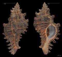 Chicoreus torrefactus • © RK Loh • All Rights Reserved