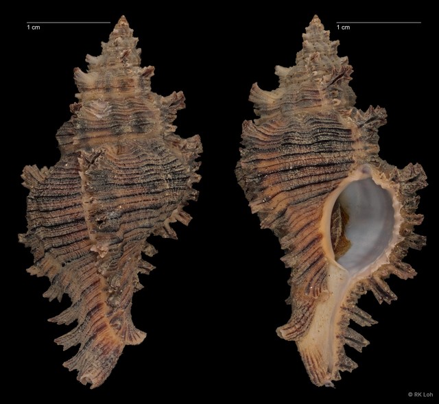 Chicoreus torrefactus