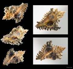 Chicoreus torrefactus • © Rene Ong • All Rights Reserved
