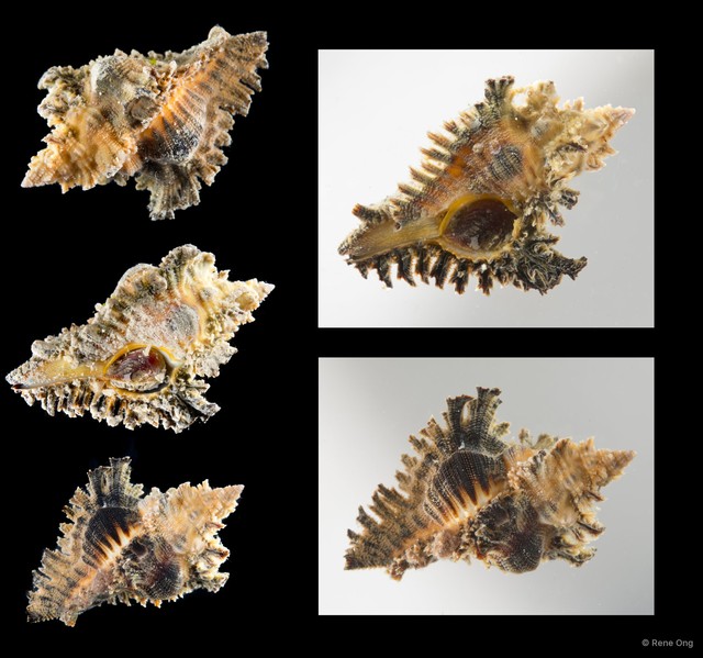 Chicoreus torrefactus