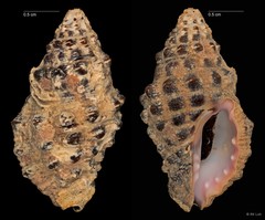 Drupella rugosa