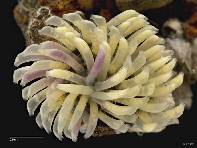 Indothais javanica