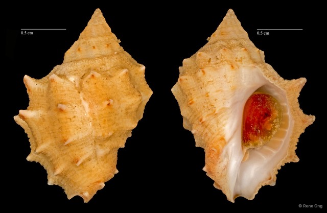 Mancinella echinata