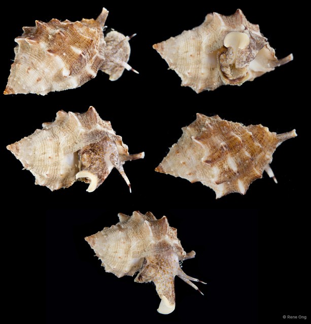 Mancinella echinata