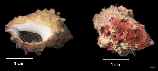 Mancinella echinata