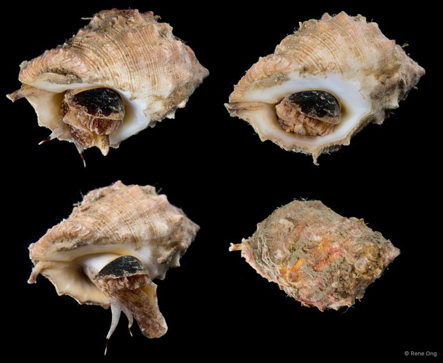 Mancinella echinata