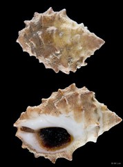 Mancinella echinata (Blainville, 1832)