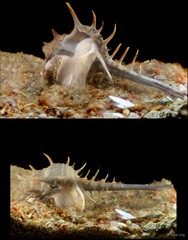 Murex trapa • © Rene Ong • All Rights Reserved