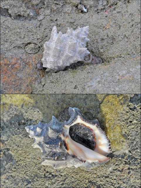 Reishia bitubercularis
