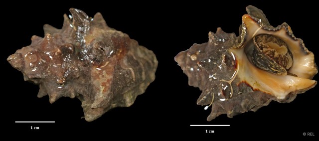 Reishia bitubercularis