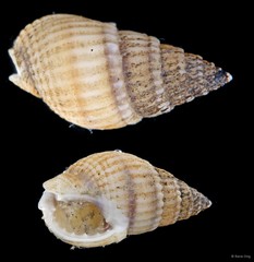 Nassariidae sp. "5414DR1-031"