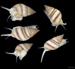 Nassariidae sp. "JS-0571"