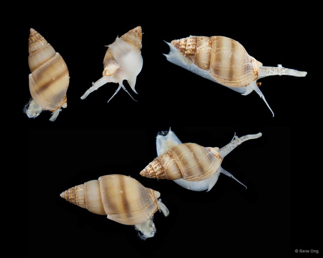 Nassariidae sp. "SEA-3129" • © Rene Ong • All Rights Reserved