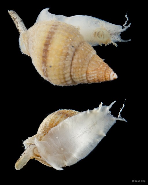 Nassariidae sp. "SEA-4034" • © Rene Ong • All Rights Reserved