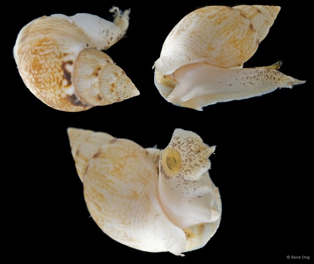 Nassariidae sp. "SEA-5559" • © Rene Ong • All Rights Reserved