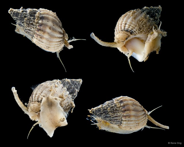 Nassariidae sp. "SEA-7202" • © Rene Ong • All Rights Reserved