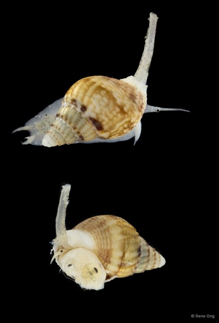 Nassariidae sp. "SEA-8155" • © Rene Ong • All Rights Reserved