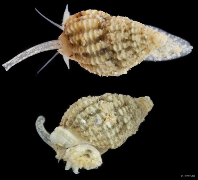 Nassariidae sp. "SUB-0726" • © Rene Ong • All Rights Reserved