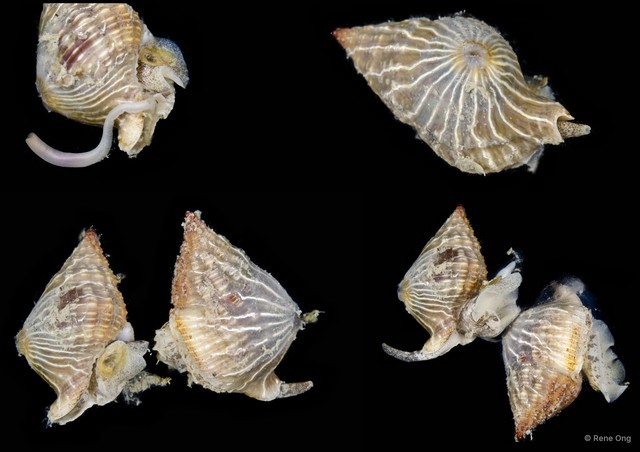 Nassaria pusilla