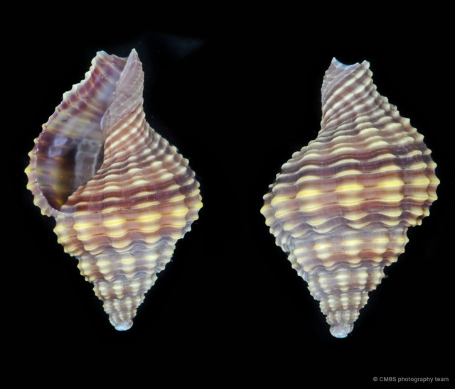 Nassaria pusilla