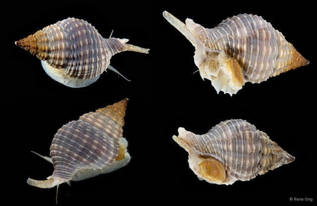 Nassaria pusilla • © Rene Ong • All Rights Reserved