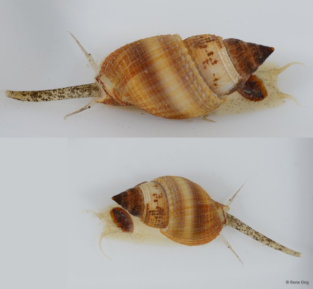 Nassarius sp. "JS-2381" • © Rene Ong • All Rights Reserved