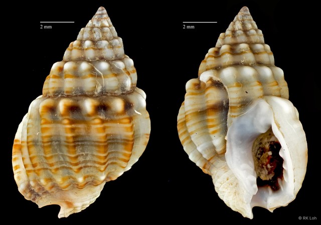 Nassarius crenoliratus • © RK Loh • All Rights Reserved