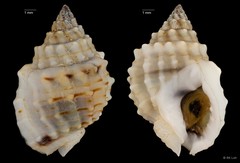 Nassarius crenoliratus • © RK Loh • All Rights Reserved